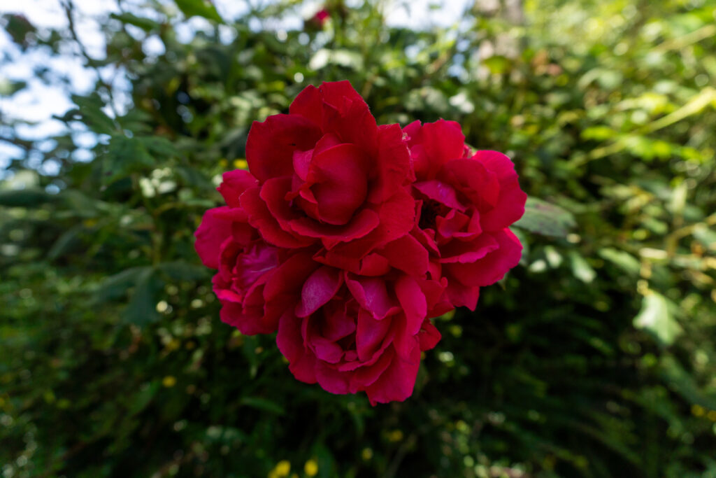 dsc00335