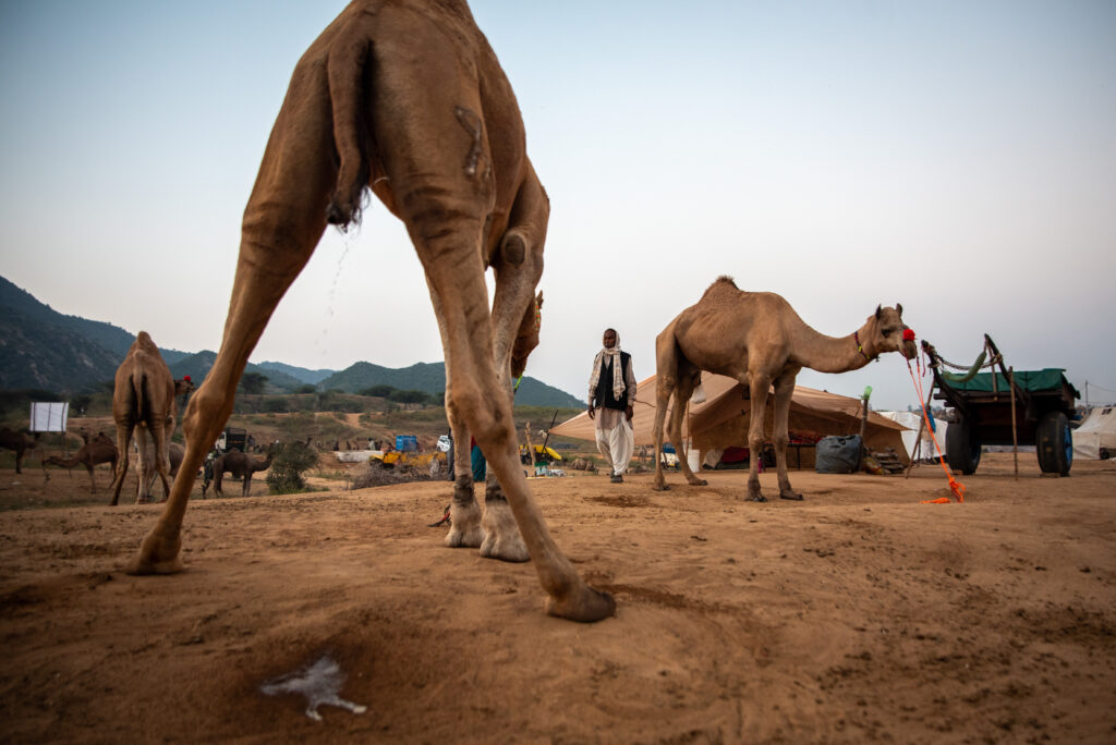 Pushkar, India - 2025